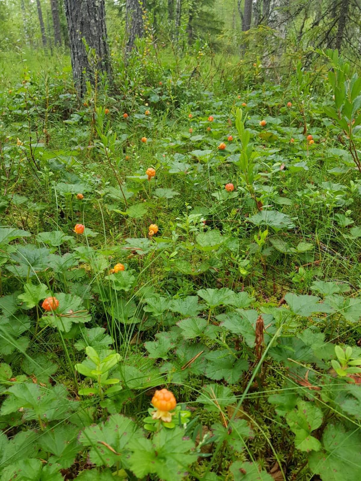 Wanha Kunnantalo Apartment Pudasjarvi Luaran gambar